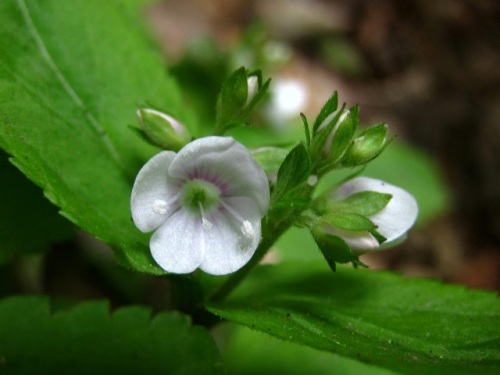 クワガタソウの花 初夏 5月中旬 の高尾山での自然観察 その6 しろうと自然科学者の自然観察日記 楽天ブログ
