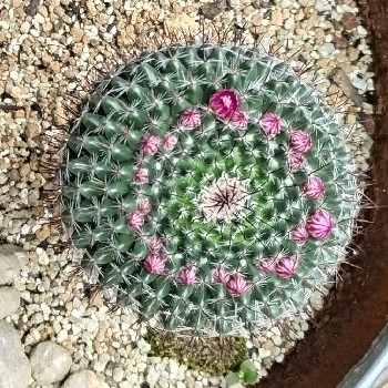 サボテンの花2024_ピンク.JPG