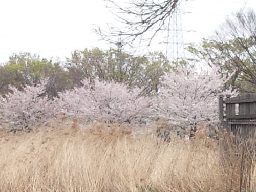 桜の写真１