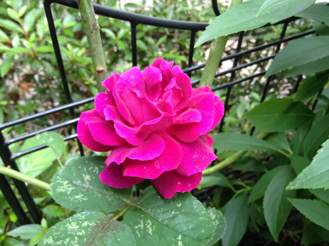 IMG_8957 (640x480).jpg