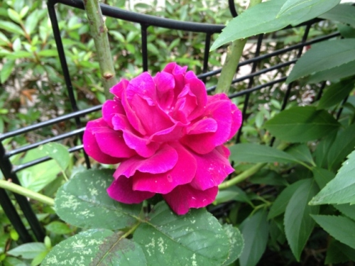 IMG_8957 (640x480).jpg