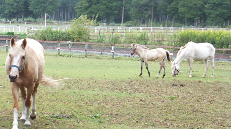 DSCF2969.JPG