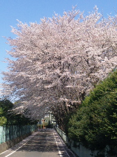 桜２０１２－７.jpg