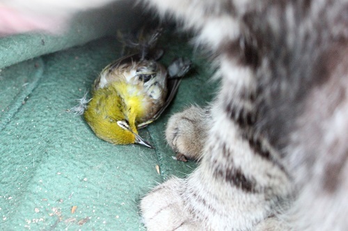 目白を食う (8).JPG