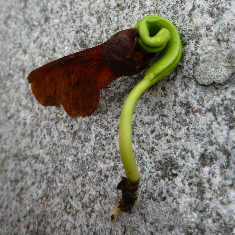 カエデの発芽120140524.jpg