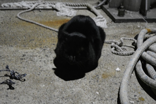 showPhoto (640×426)