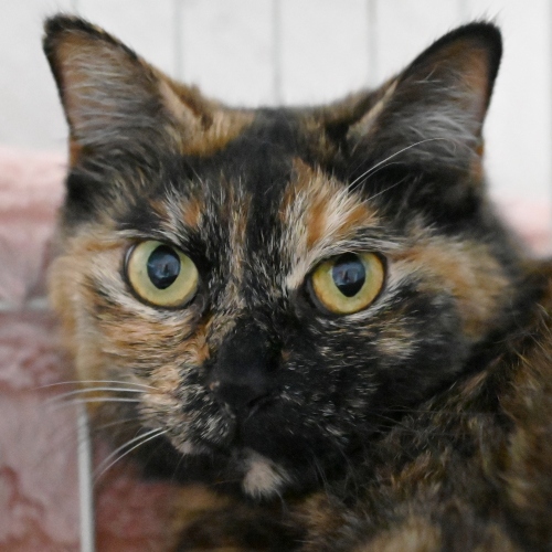 家族紹介用画像フォルダ