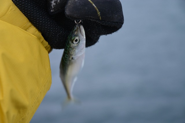 showPhoto (640×426)