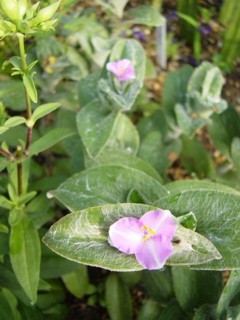 DSC09142.JPG
