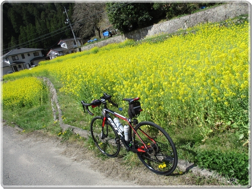 0014R4433沿線風景（菜の花）_0014.jpg