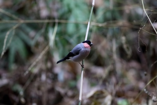 3E1A55272012ウソ.JPG