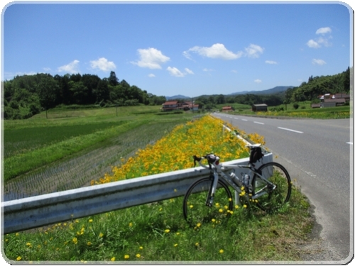 1599R64（三次美土里線）沿線風景オオキンケイギク_1599.jpg