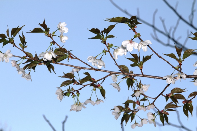 桜幻想１.JPG