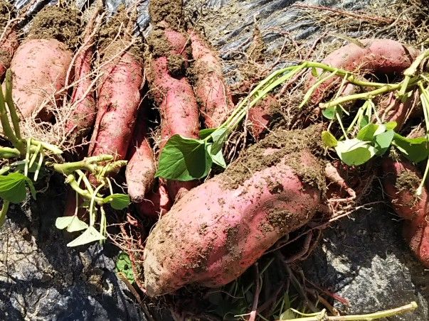 泥んこサツマイモ2018