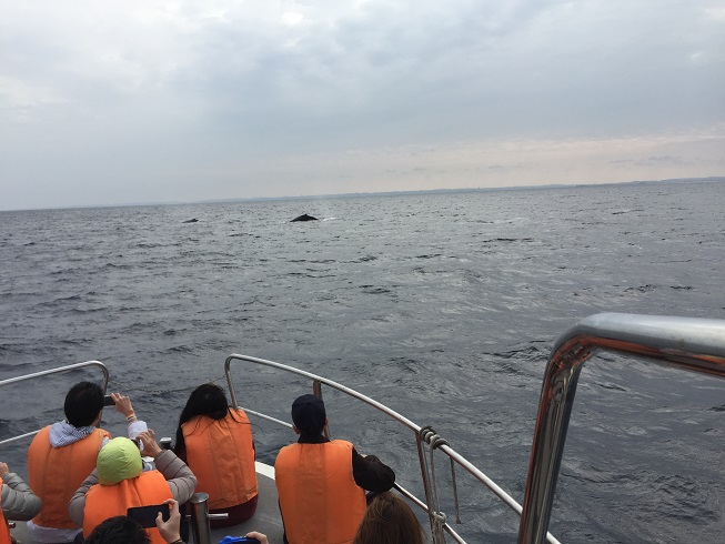 2頭のクジラ.jpg