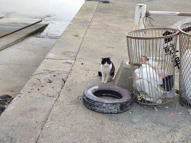 showPhoto (640×480)