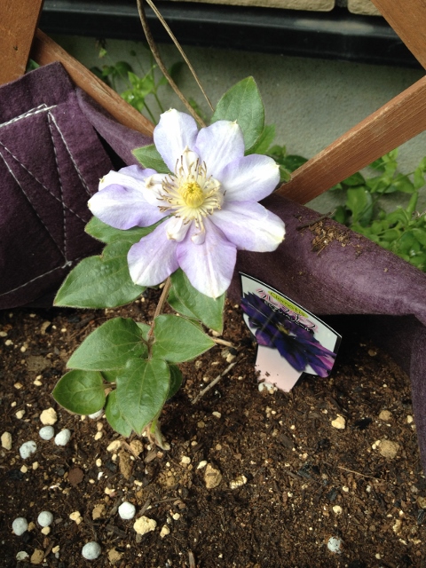 IMG_6938 (480x640).jpg