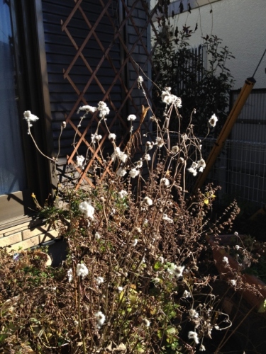 IMG_2581 (480x640).jpg