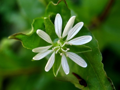 ウシハコベの花 花柱が5本あるのが 他のハコベの仲間と違う特徴です しろうと自然科学者の自然観察日記 楽天ブログ