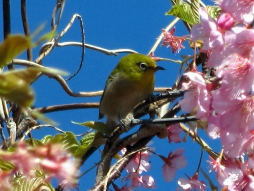 河津桜・メジロ06.JPG