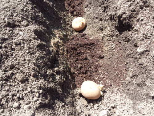 05ジャガイモの置き肥え、元肥の後に牛ふん堆肥