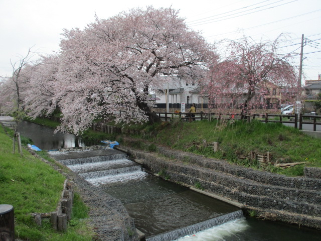 新河岸川と桜