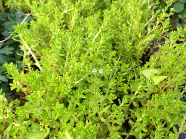 IMG_6896 (640x480).jpg