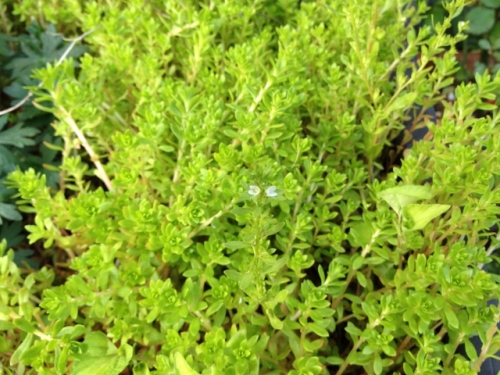 IMG_6896 (640x480).jpg