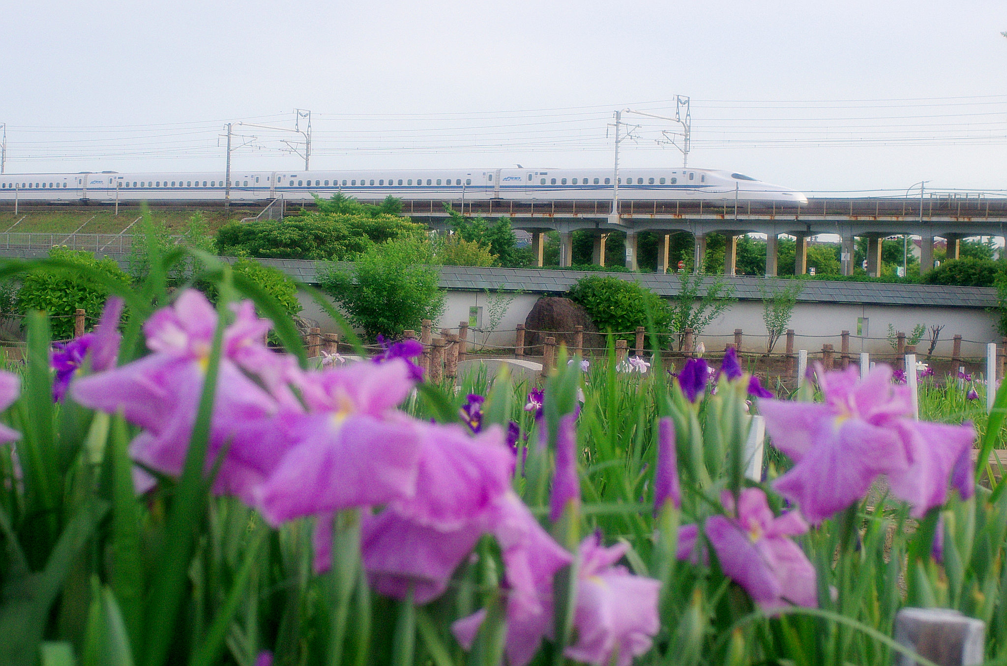一宮花しょうぶ(12).jpg