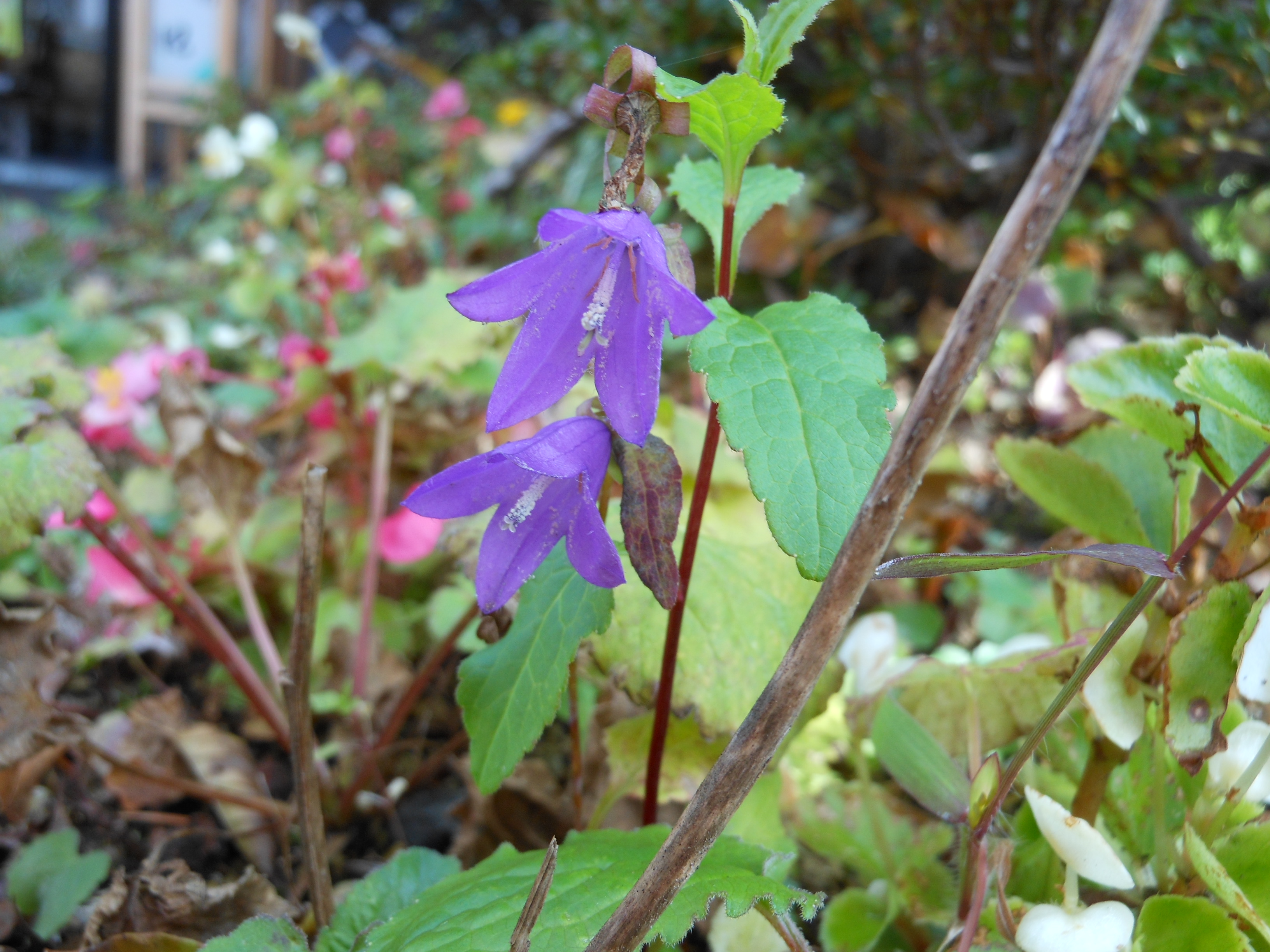 DSCN1032.JPG