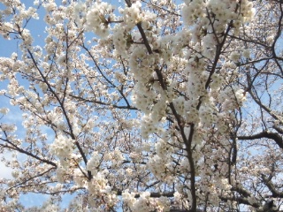 2015年4月　門前の桜