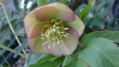 NEC_0436.JPG