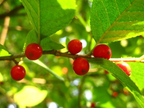 葉や茎がウメ 梅 に似ているウメモドキの花と果実 自然観察の振返り 25 モチノキ科の植物 第3回 しろうと自然科学者の自然観察日記 楽天ブログ