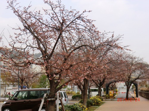 桜15-2-25 001.JPG