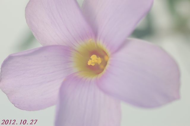 DSC_4310.JPG