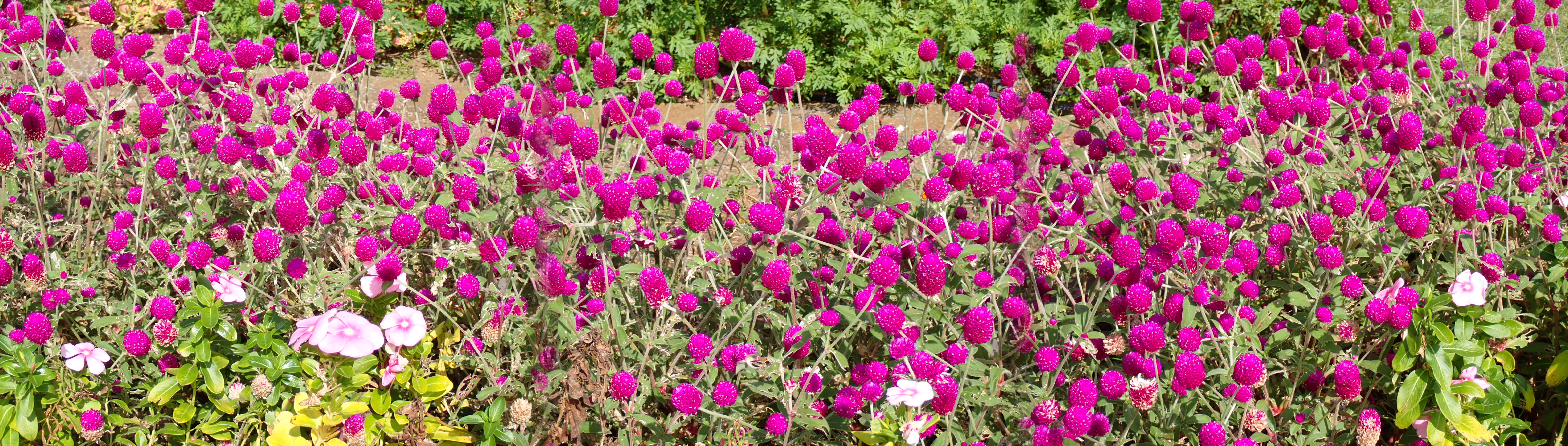 PA070251.JPG