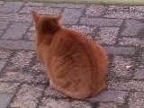 猫の後ろ姿