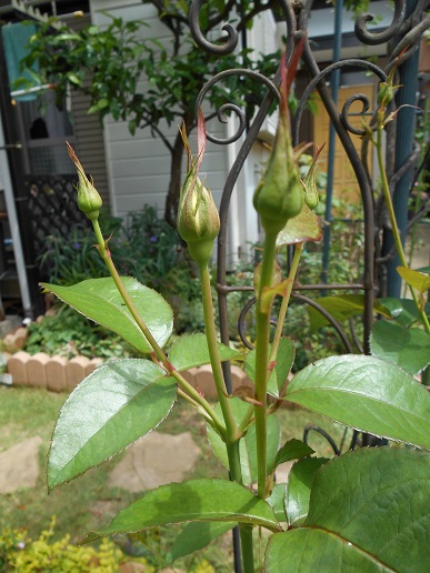 DSCN1256a.JPG