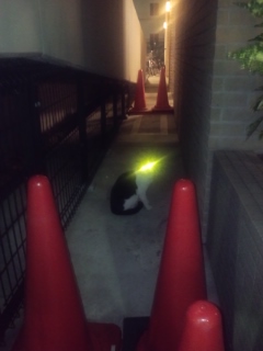 忍法闇隠れ、のはずが…＜8＞