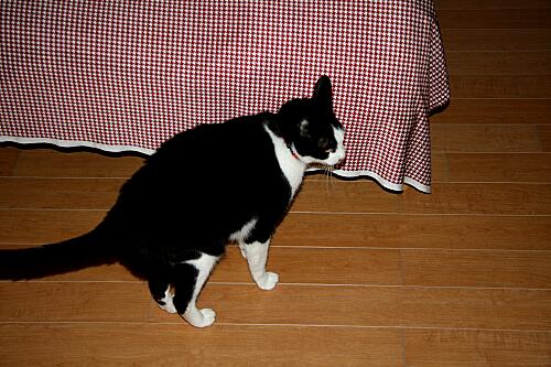 img_mimi_9889.jpg