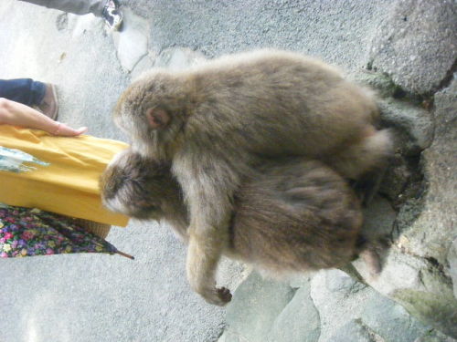 仲のいい姉弟 (5).JPG