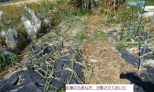 くじょうねぎ.JPG