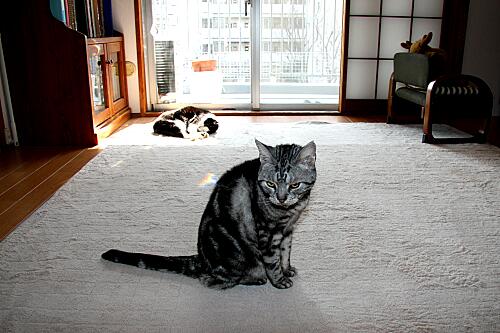 img_cyapi_and_mimi_9926.jpg