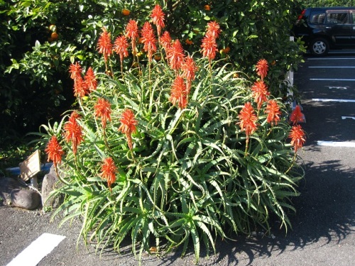 木のように枝分かれして立ち上がるススキノキ科アロエ属のキダチアロエの花 自然観察の振返り 14 ススキノキ科ワスレグサ属の植物 番外編 最終回 しろうと自然科学者の自然観察日記 楽天ブログ