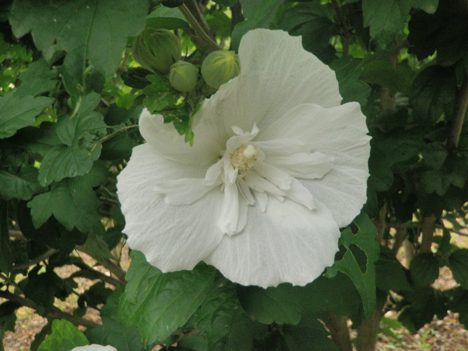 白木槿.JPG