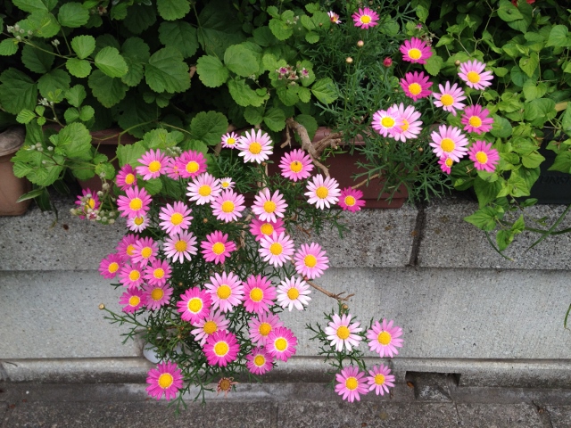 IMG_9152 (640x480).jpg