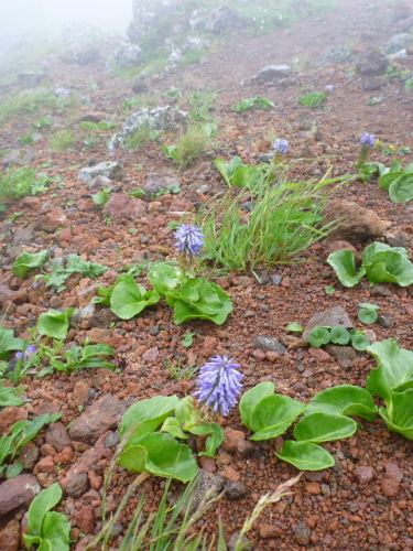 南八ヶ岳の花201307148.jpg