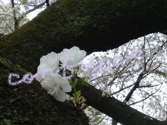 sakura 2015 sirotae.jpg