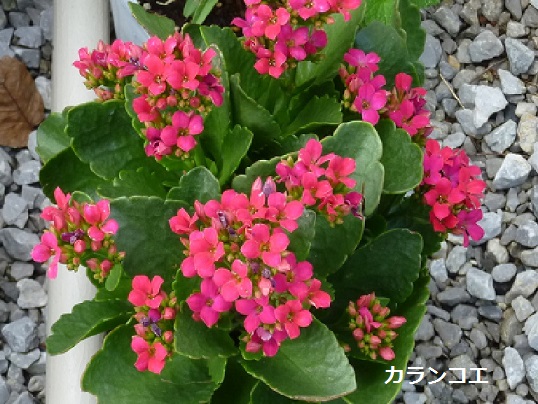P1020472.jpg