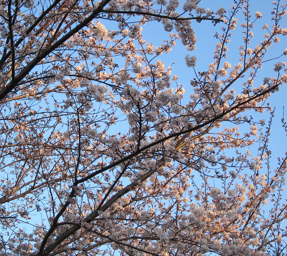 2015sakura028.JPG
